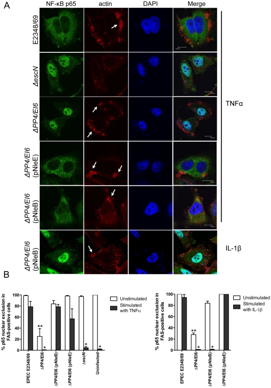 Effect of bacterially injected NleB and NleE on NF-κB activation.