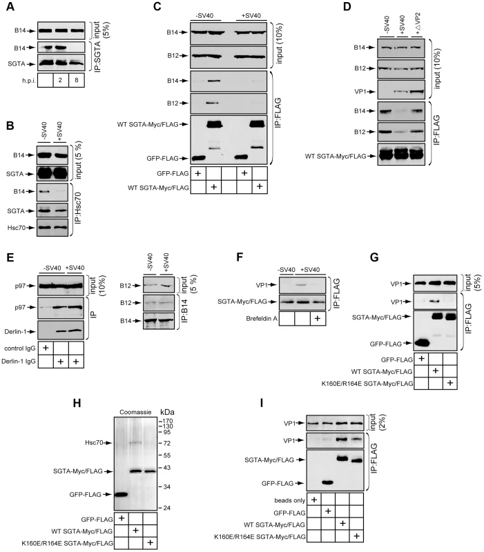 SGTA-Hsc70 dissociates from the B14-B12 complex and engages SV40 during entry.