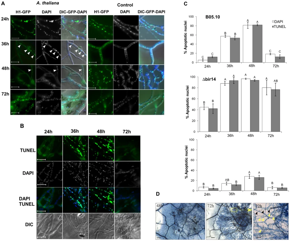 Disease symptoms are negatively correlated with PCD in <i>Botrytis</i>.