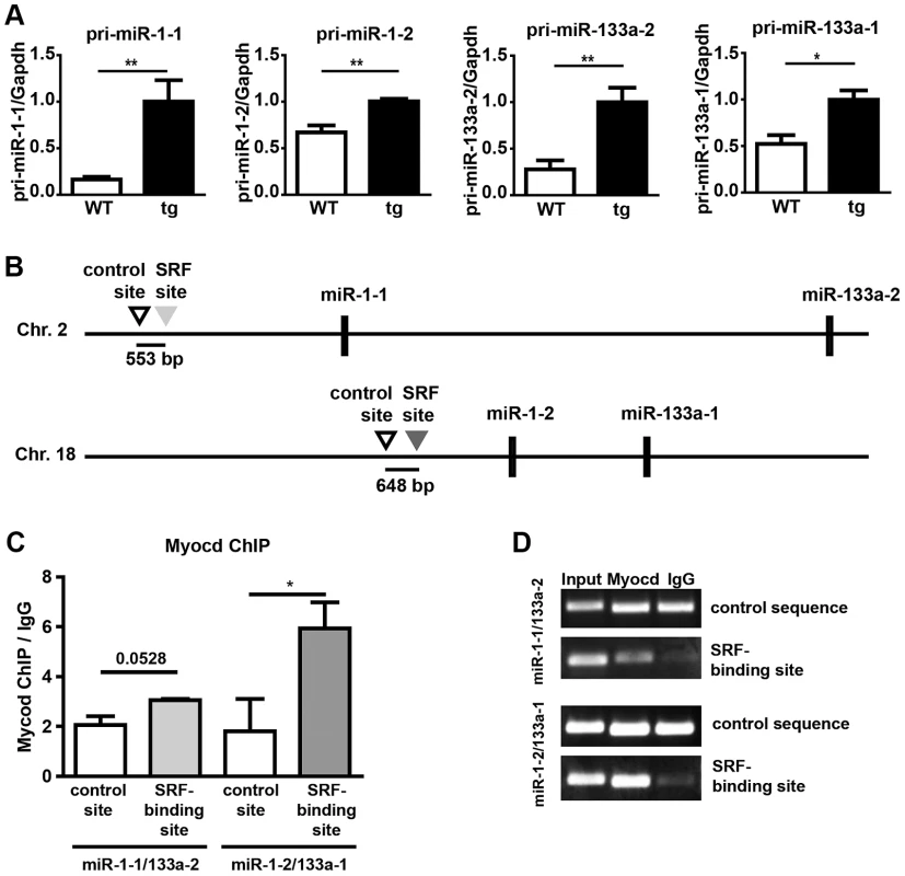 Increased expression of pri-miR-1/133a in Myocardin overexpressing embryos and analysis of the interaction of myocardin with SRF-binding sequences in miR-1-1/133a-2 and miR-1-2/133a-1 promoters.