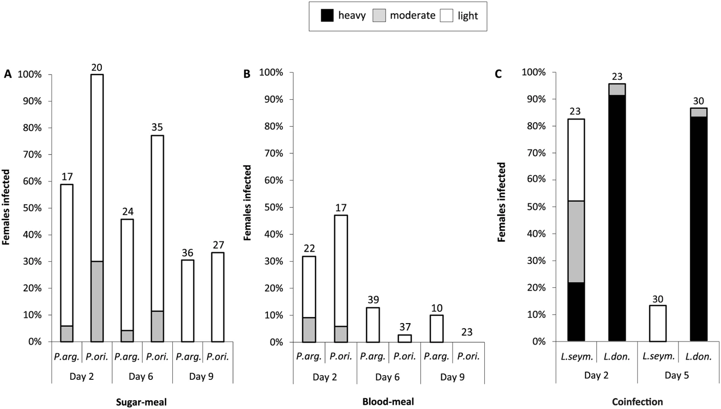 Experimental infection and co-infection of <i>Phlebotomus</i> spp.