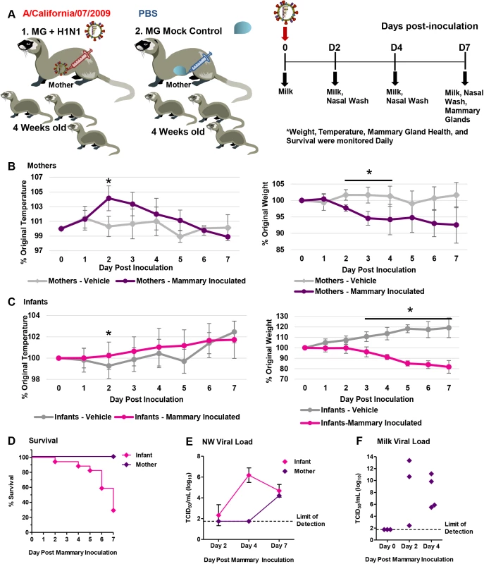 Influenza virus inoculation into active mammary glands of nursing-mother ferrets leads to respiratory infection, severe disease and mortality in infants.