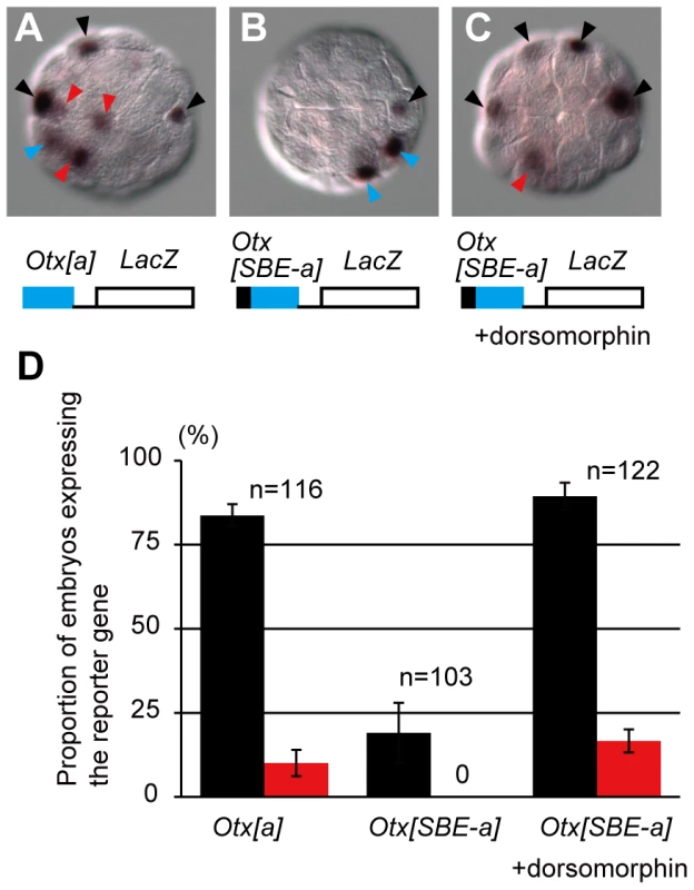 SBEs suppress the activity of FGF-responsive elements within the <i>Otx</i> a-enhancer.