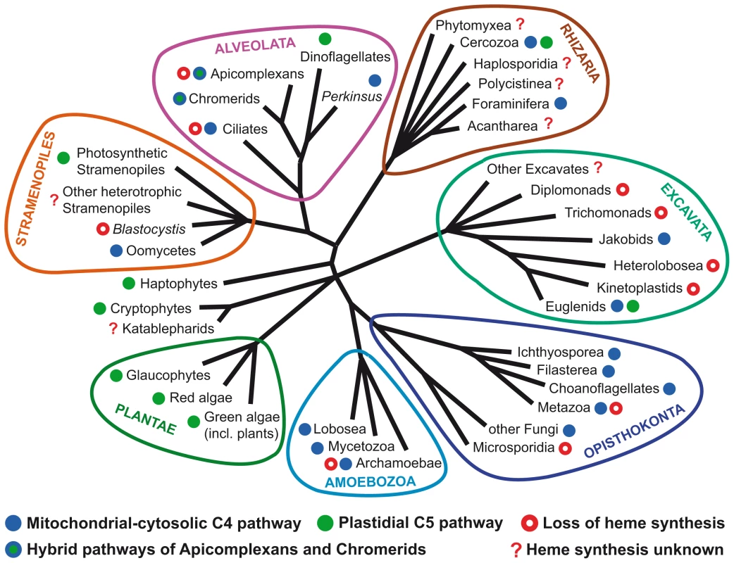 Distribution of different types of heme synthesis and independent losses of heme biosynthetic pathways in eukaryotes.