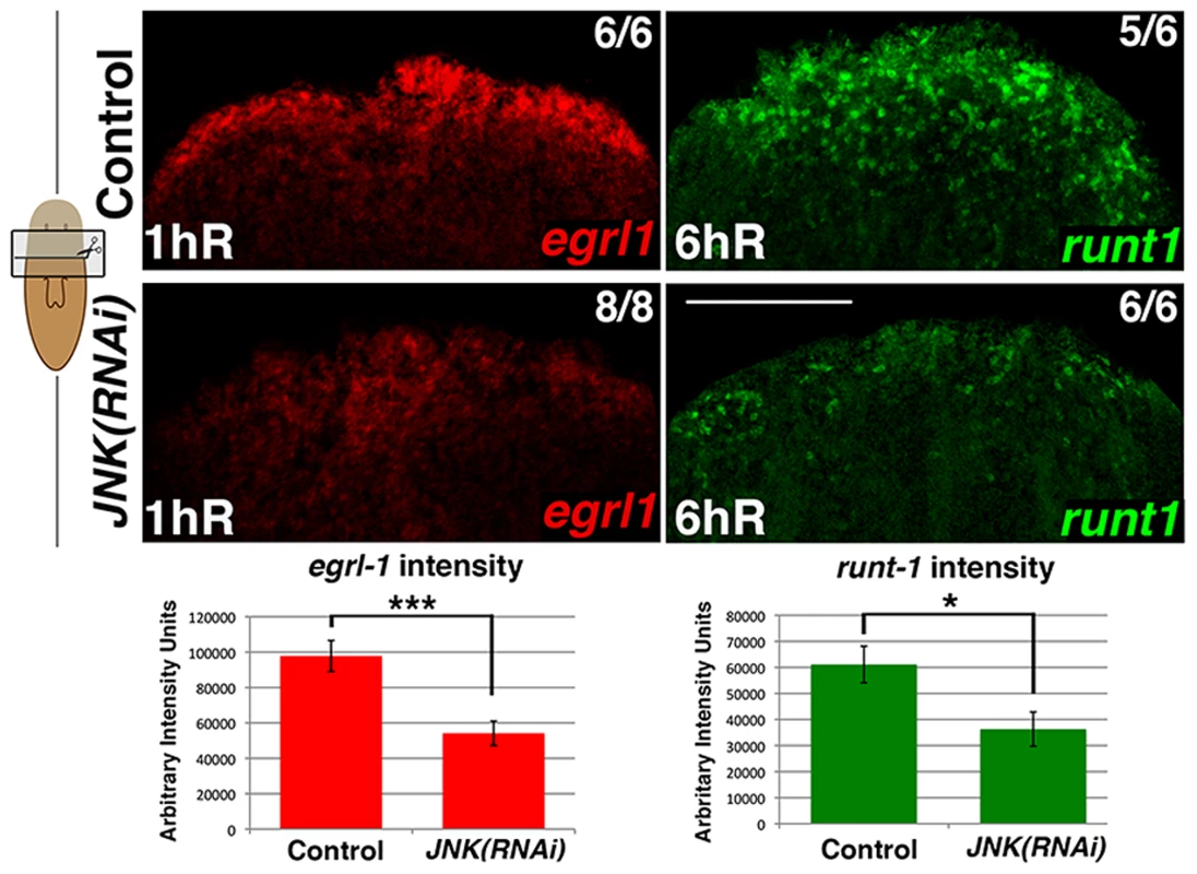 JNK modulates early wound-induced gene expression.