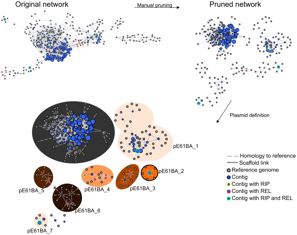 PLACNET plasmid reconstruction of ST131 genome E61BA (ST9/H324/virotype D).