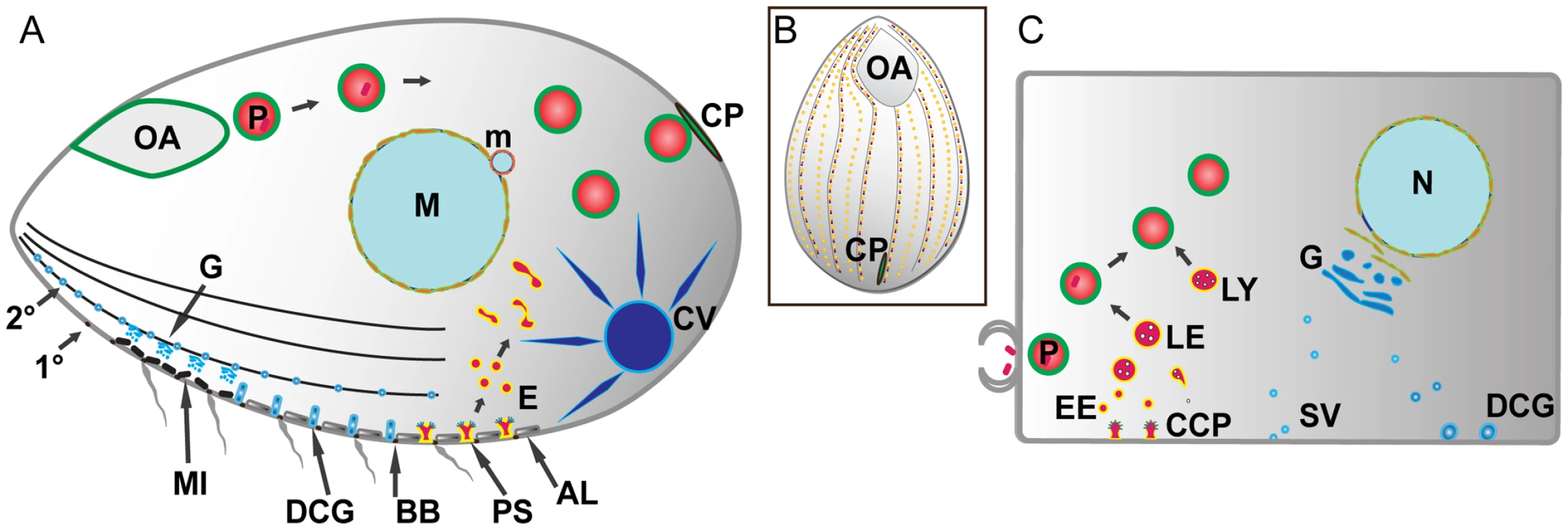 Pathways of membrane traffic in <i>Tetrahymena</i> and in animal cells.