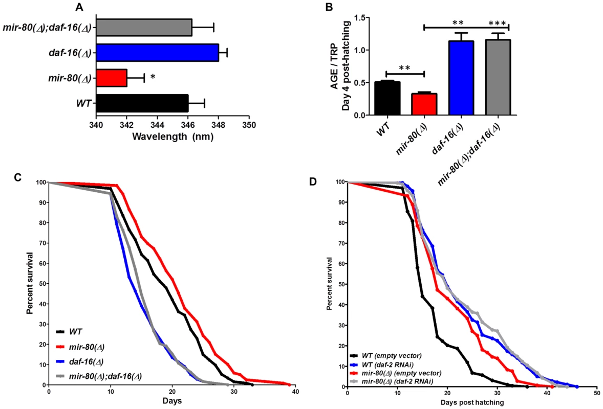 <i>daf-16</i>/FOXO is needed for the fluorimetric DR signature and longevity phenotypes of <i>mir-80</i>(Δ).