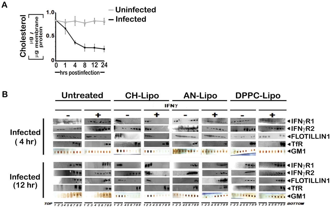Membrane cholesterol influences the submembrane distribution of IFNγR subunits as well as IFNγ induced receptor subunit interaction and signaling efficacy in LD infected MØs.