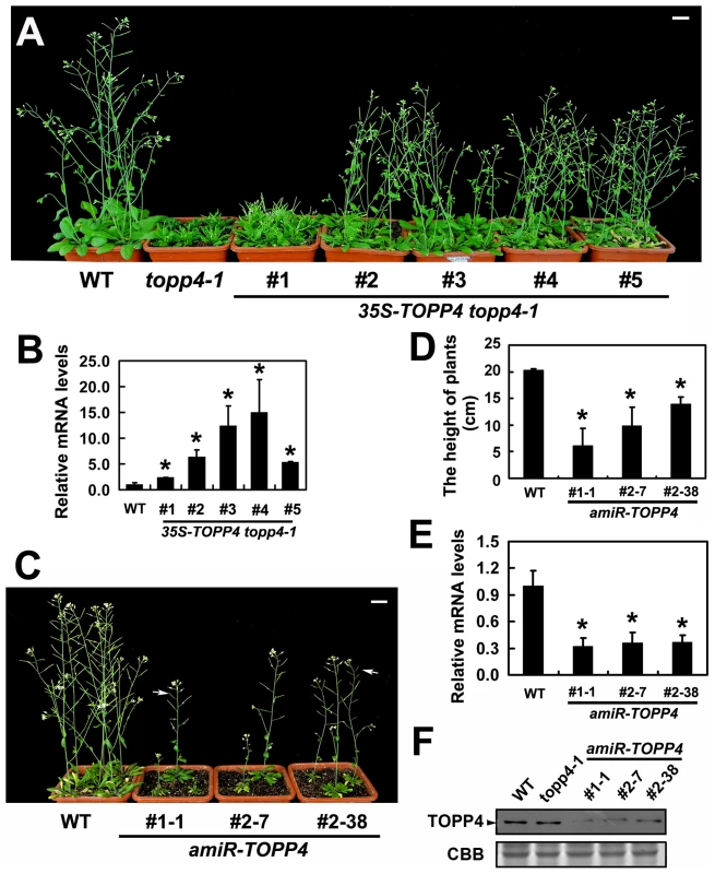 Overexpression of <i>TOPP4</i> in <i>topp4-1</i> rescued the severely dwarfed phenotype, and amiRNA lines of <i>TOPP4</i> showed dwarfed phenotypes.