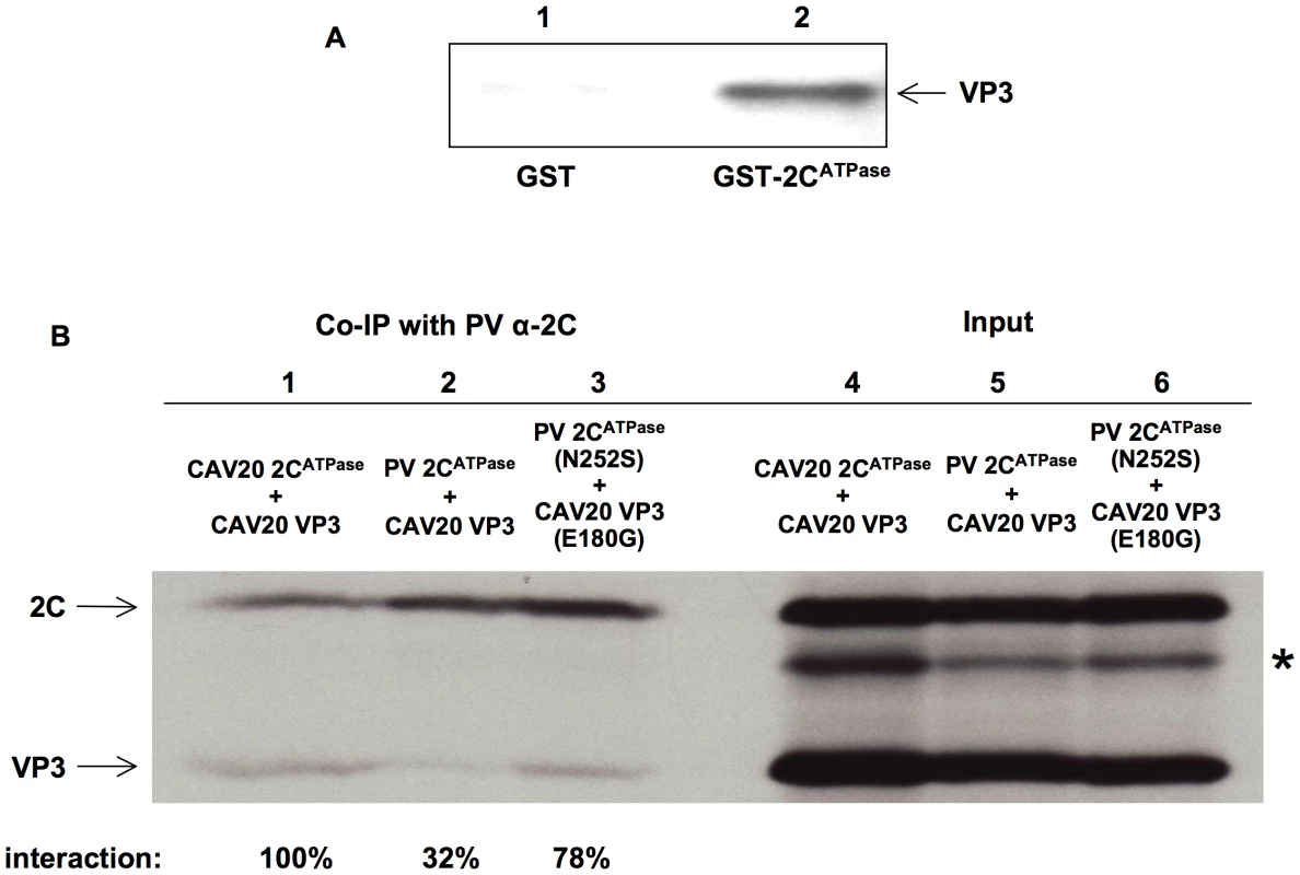 Direct interaction between VP3 and 2C<sup>ATPase</sup> demonstrated by biochemical assays.