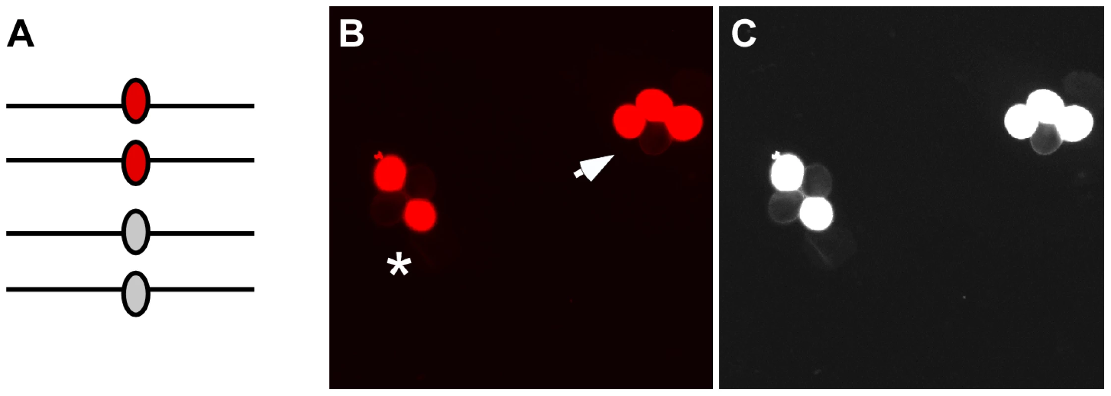 Gene conversion test loci.