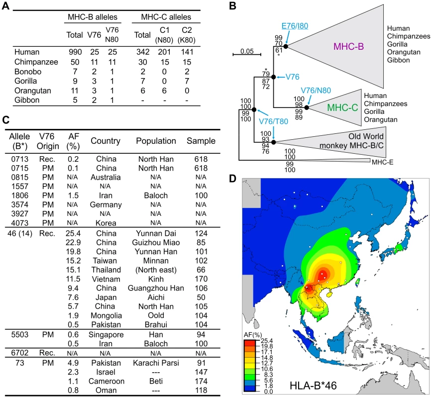 Emergence of MHC-C affected the functional interactions between MHC-B and lineage III KIR.