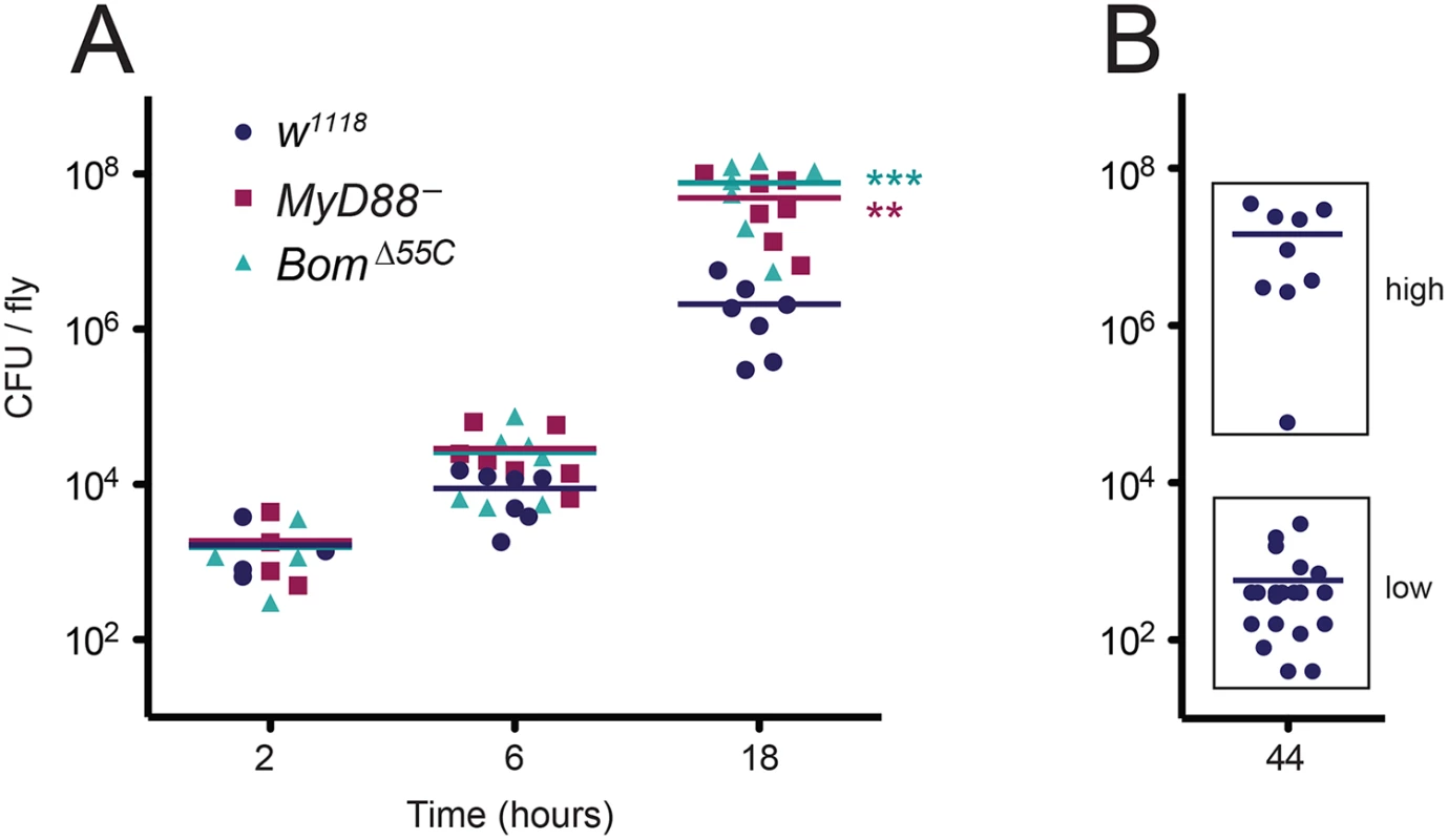 Deletion of the 55C <i>Bom</i> genes impairs resistance to <i>E</i>. <i>faecalis</i> infection rather than tolerance.