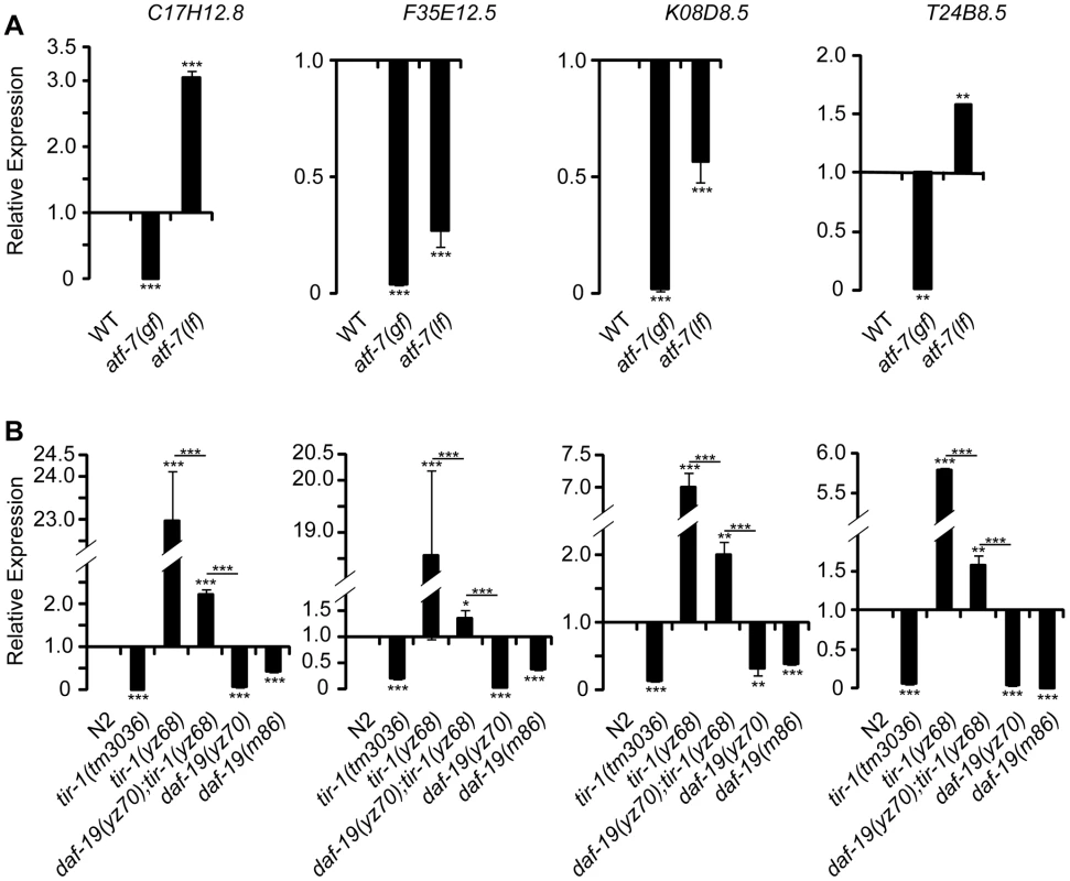 qPCR analysis of predicted antimicrobial genes in <i>daf-19</i> mutants.