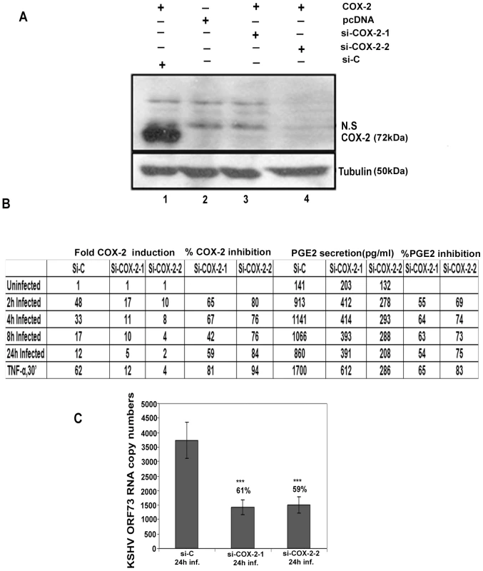 Evaluation of COX-2 siRNA for silencing COX-2.