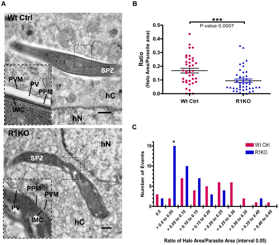 Ultrastructural analysis of <i>pyrom1(-)</i> parasites reveals an abnormal parasitophorous vacuole.
