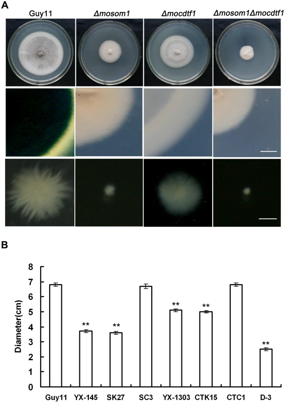 <i>MoSOM1</i> and <i>MoCDTF1</i> are required for vegetative growth and pigmentation.