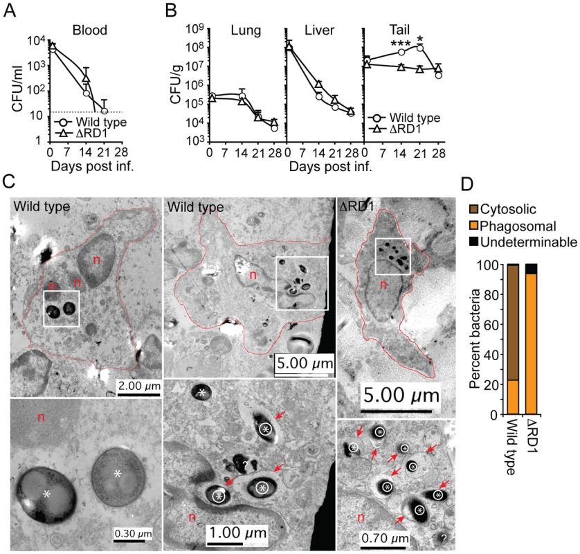 Esx-1 promotes bacterial growth and phagosome escape in tails of infected mice.
