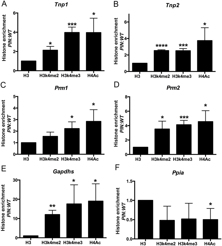 Enrichment of active histone mark at the promoter regions of spermiogenic genes in <i>Henmt1</i><sup><i>PIN/PIN</i></sup> spermatocytes.