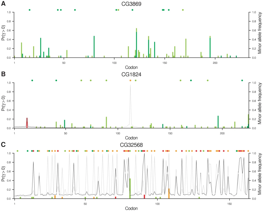 Evidence for positive selection in three genes.