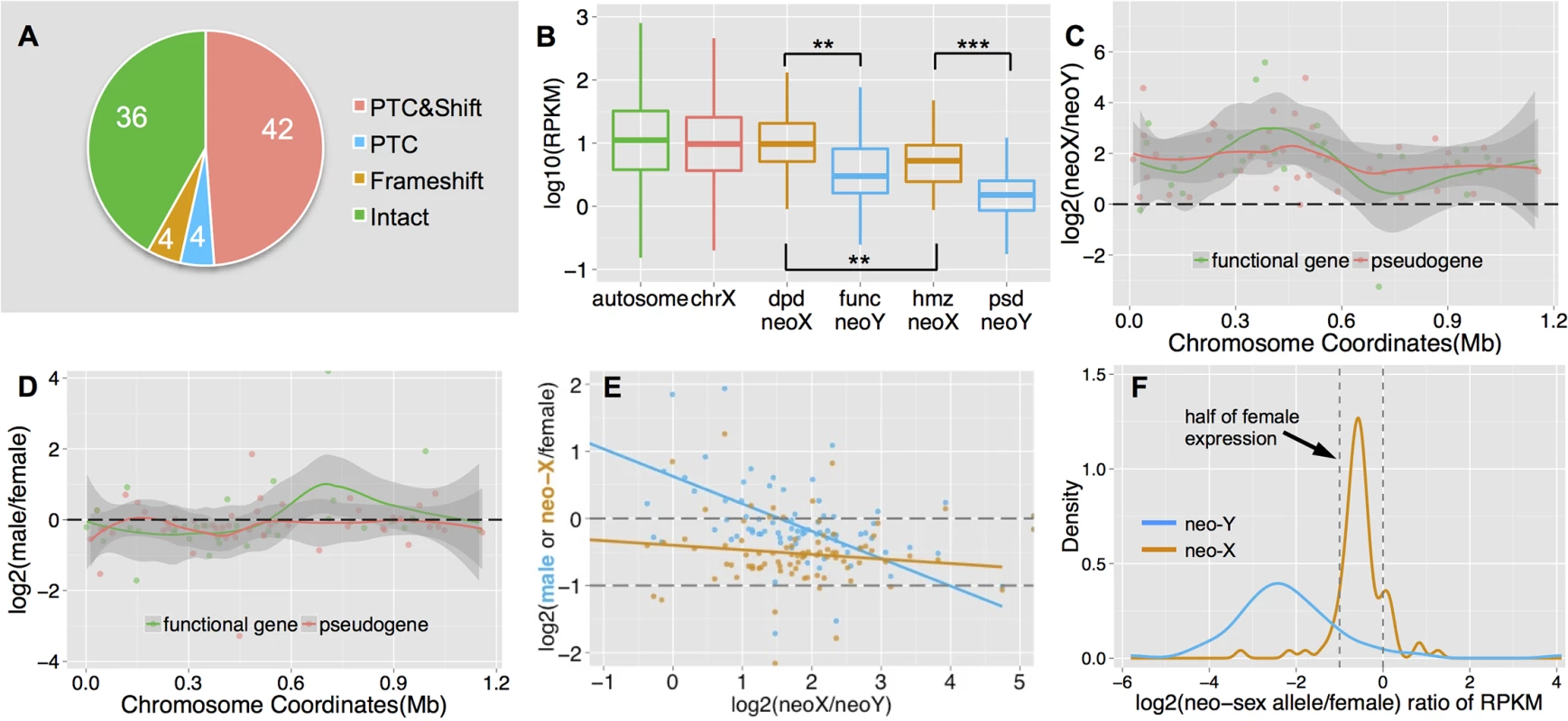 Functional degeneration of neo-Y genes.