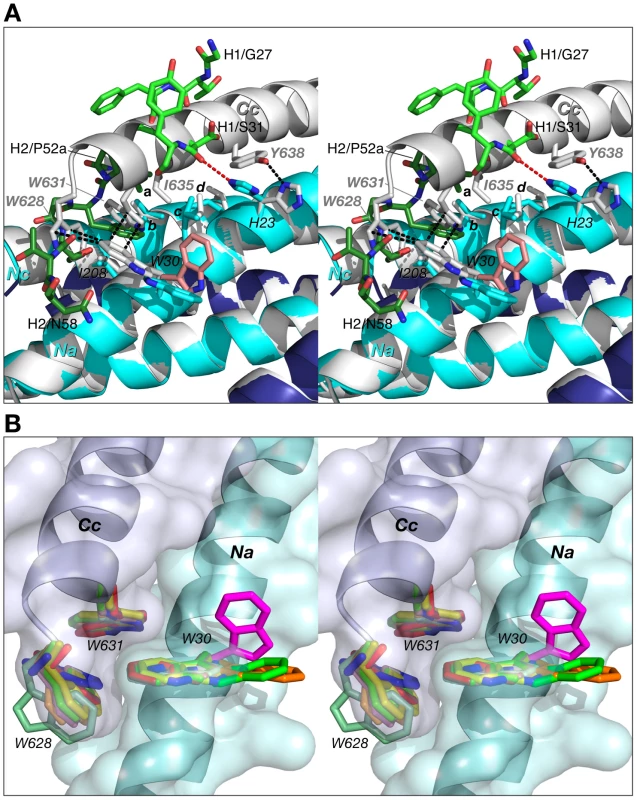Comparison of 5-helix complexed to Fab 8066 with the 6-HB structure of gp41.