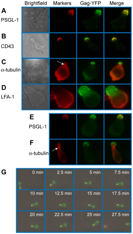 Gag stably localizes to the uropod in polarized T cells.