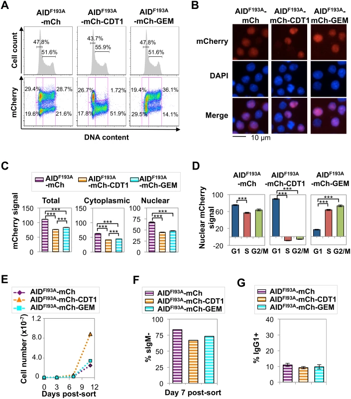 Elevated nuclear AID is tolerated in G1 phase but toxic in S-G2/M phase.