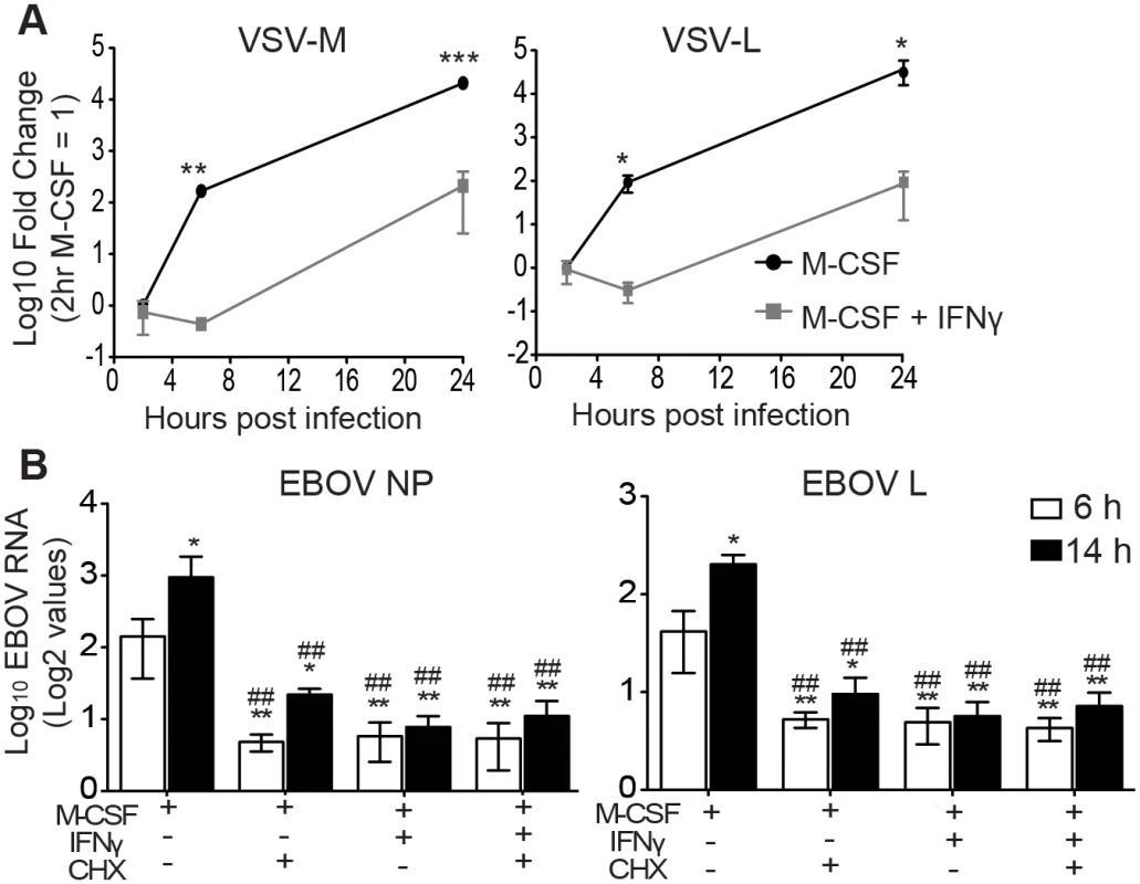 IFNγ blocks EBOV GP/rVSV and EBOV RNA synthesis.