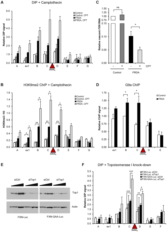 R-loops trigger transcriptional repression of <i>FXN</i> gene.