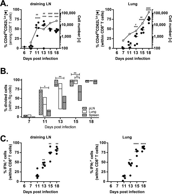 Retrogenic T cell priming and acquisition of effector functions.