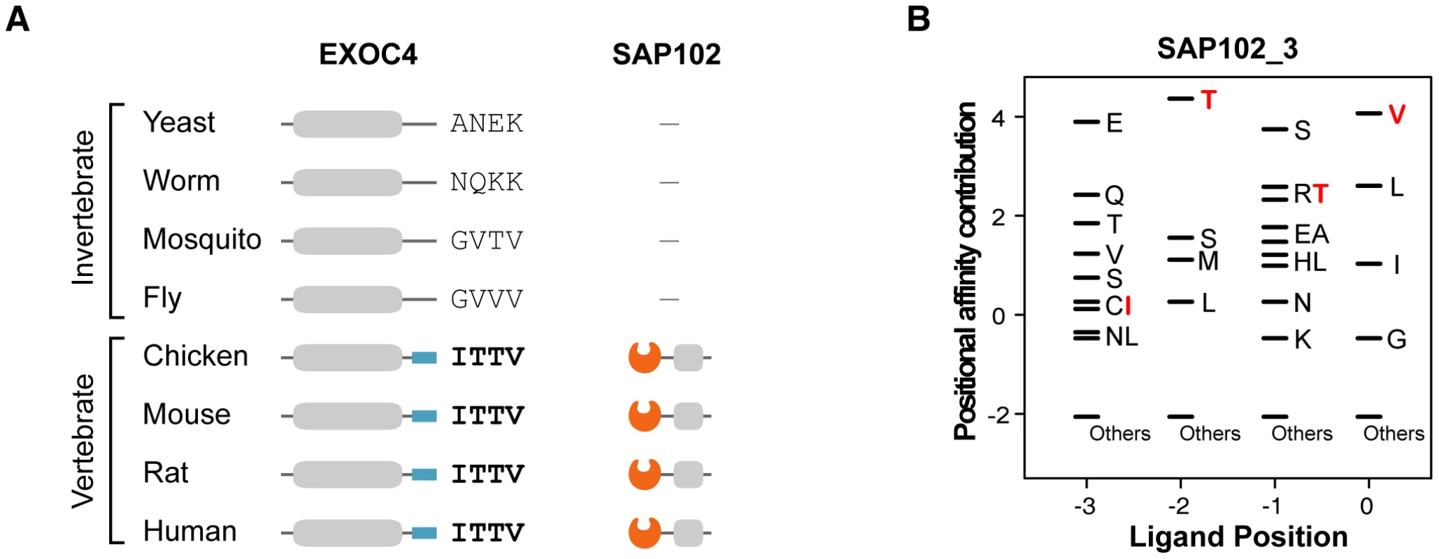 An example of a PDZ domain-ligand interaction created by sequence mutations.