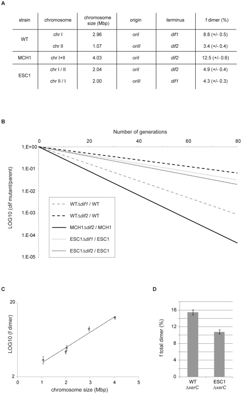 Chromosome dimer formation increases exponentially with the size of the chromosome.