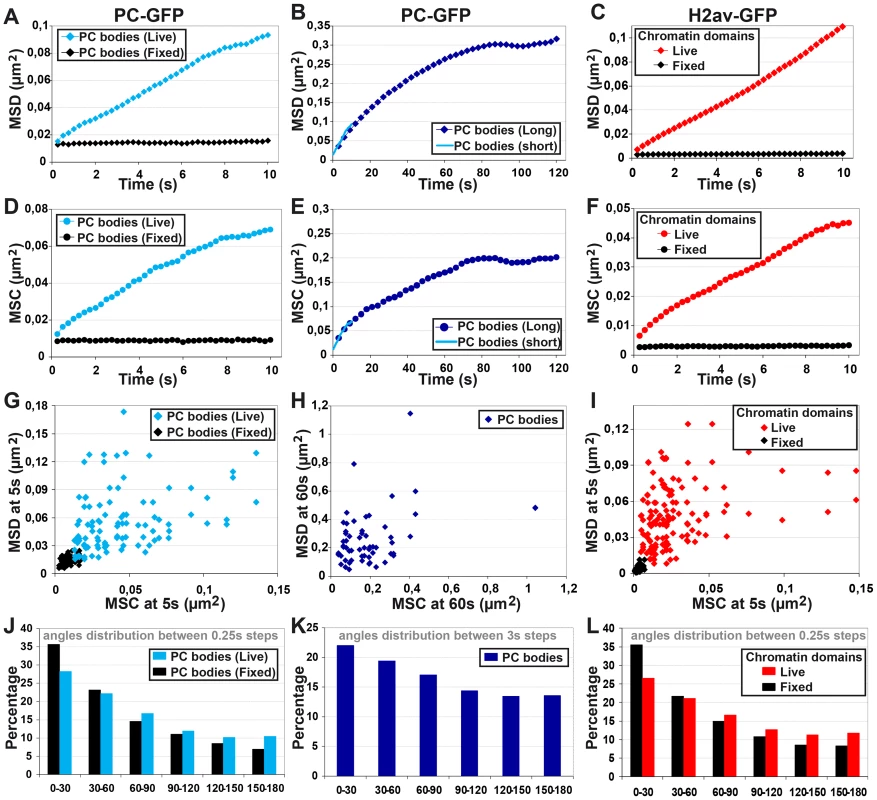 Both PC bodies and chromatin domains display complex motion within the cell nucleus.