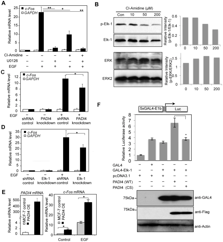PADI4 mediates expression of the Elk-1 target gene <i>c-Fos</i>.