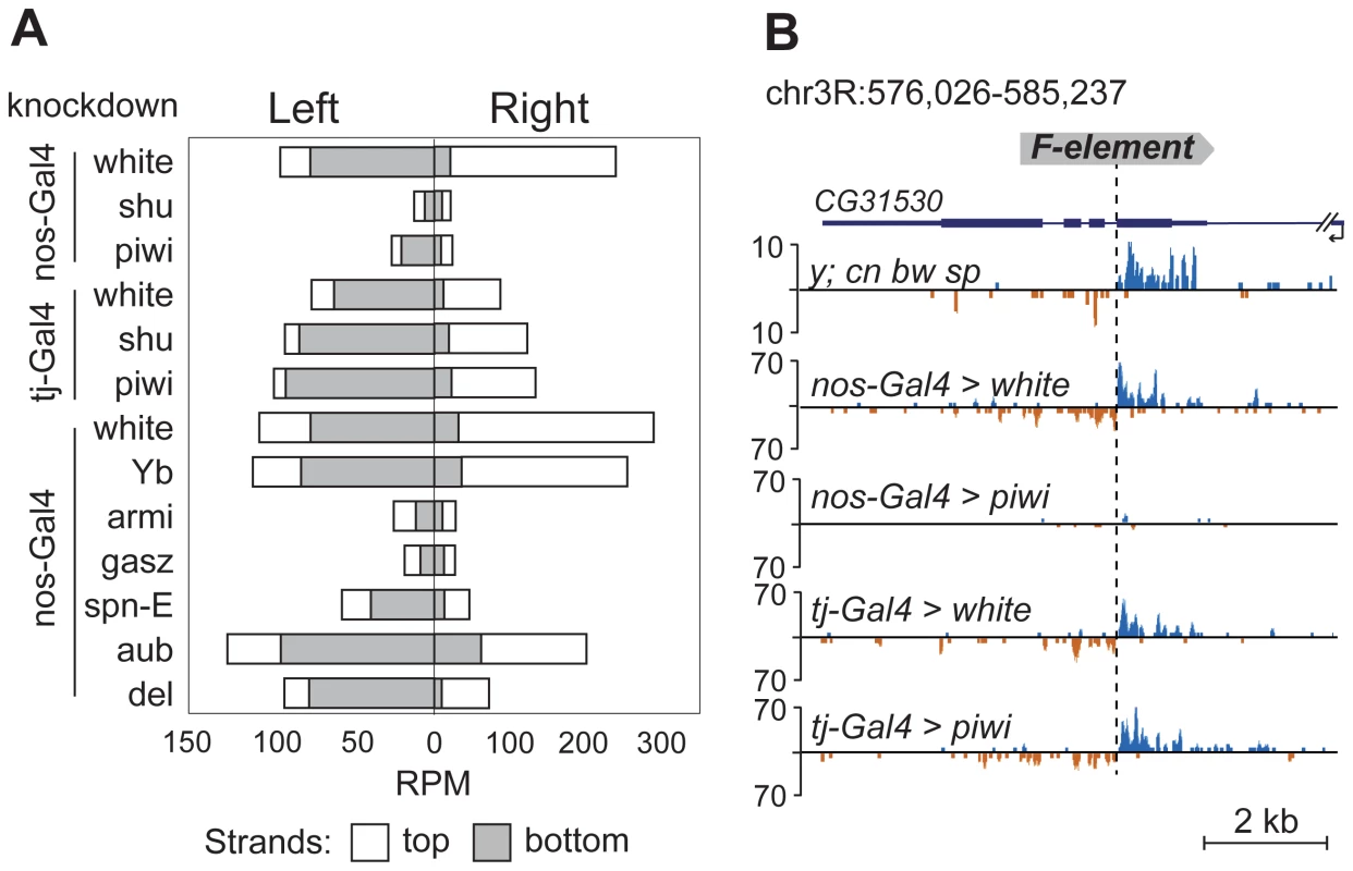 TE-flanking regions produce genuine piRNAs.