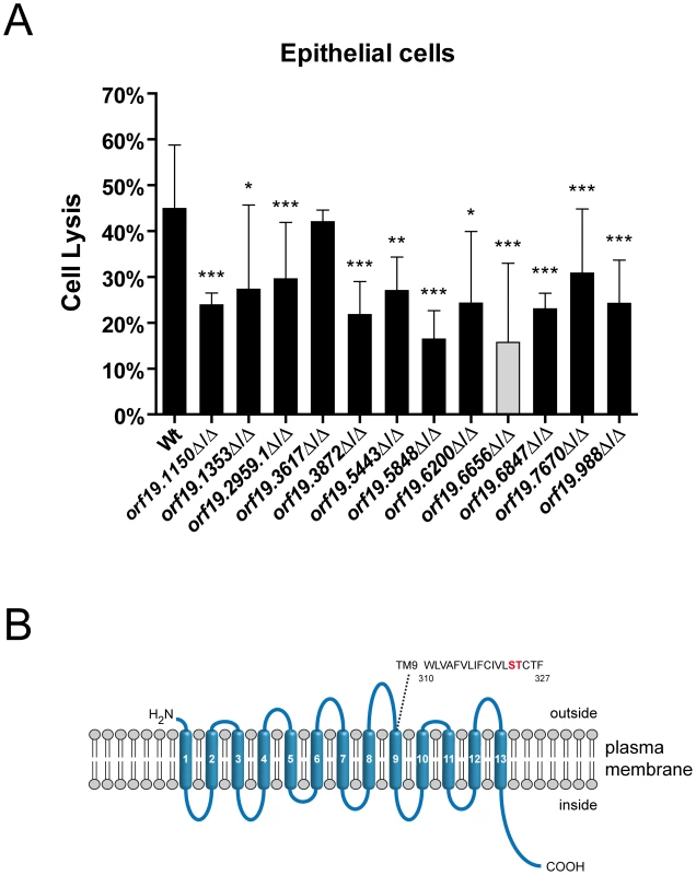 Oral epithelial damage capacity of oral infection-associated <i>C. albicans</i> mutants and structural features of a novel sodium/substrate transporter.