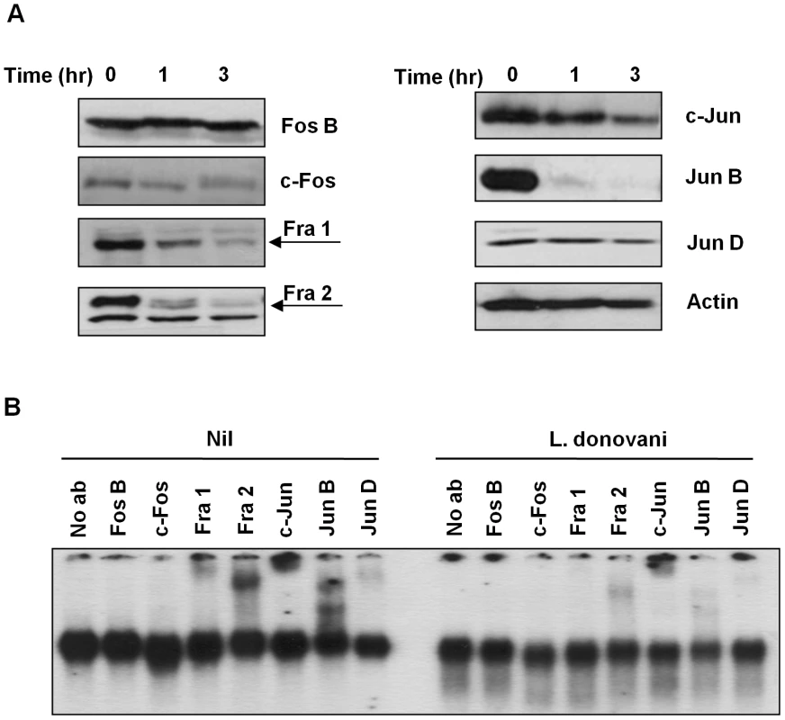 AP-1 subunits are degraded after infection with <i>Leishmania</i> parasites.
