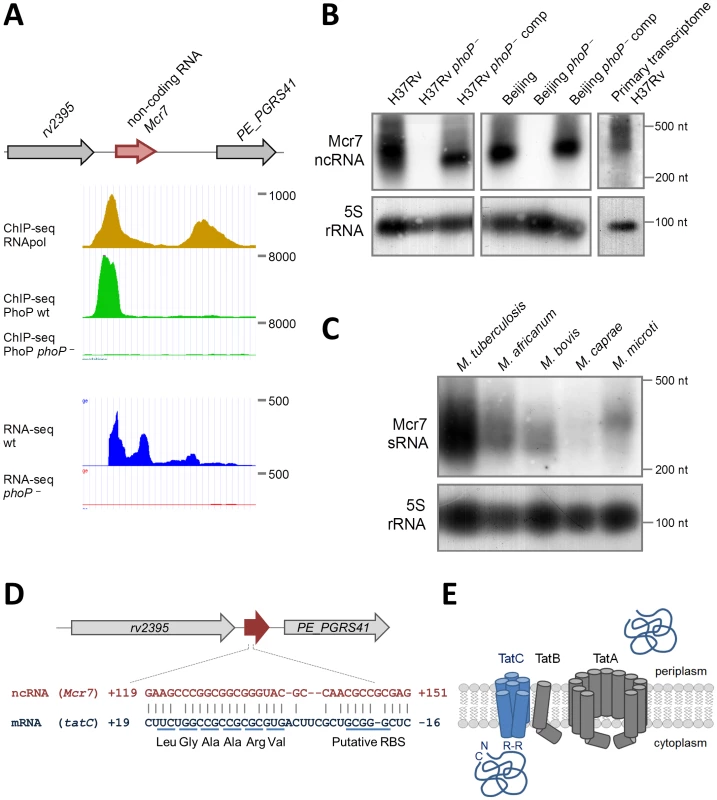 Characterization of <i>mcr7</i> as the major PhoP-regulated target.