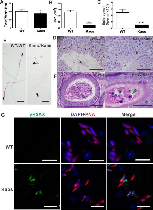 <i>Lrguk</i><sup><i>Kaos/Kaos</i></sup> males are oligoasthenoteratospermic and sterile.