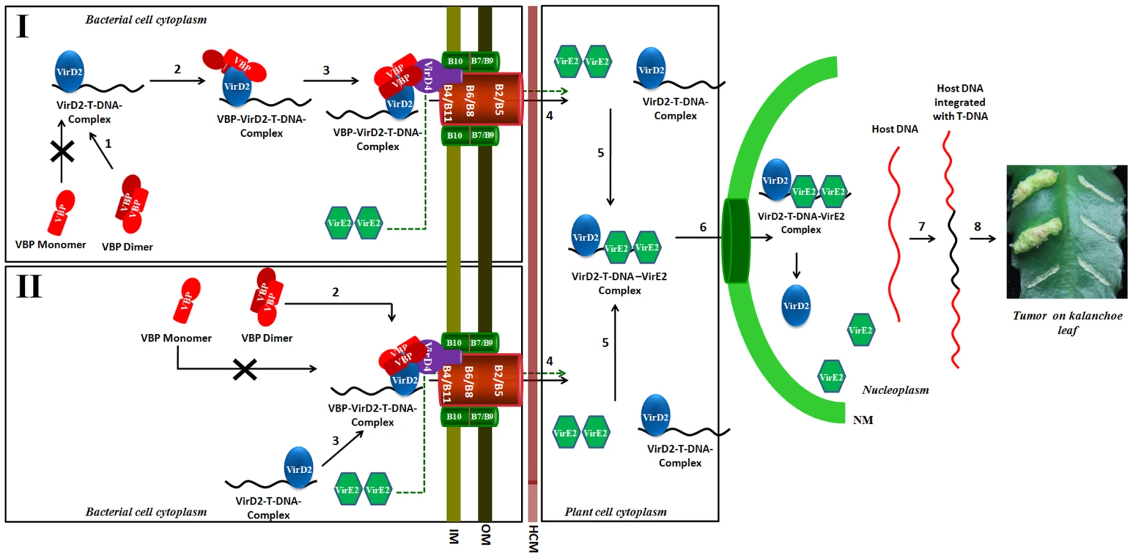 Schematic representation shows the induction of tumors in plants by <i>Agrobacterium tumefaciens</i> and the role of VBP.