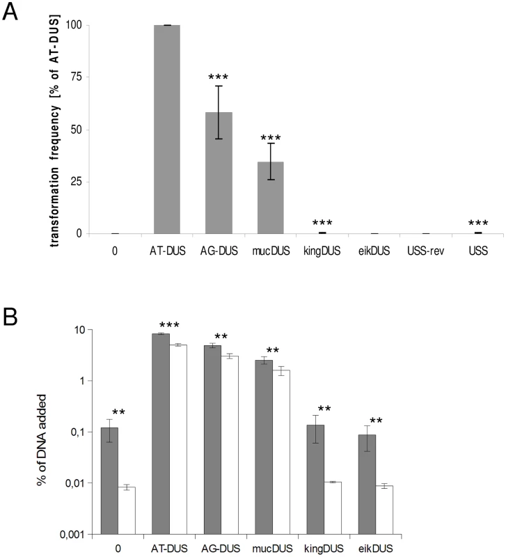 Quantitative transformation of <i>N. meningitidis</i> and binding and uptake of DNA with DUS from other <i>Neisseriaceae.</i>