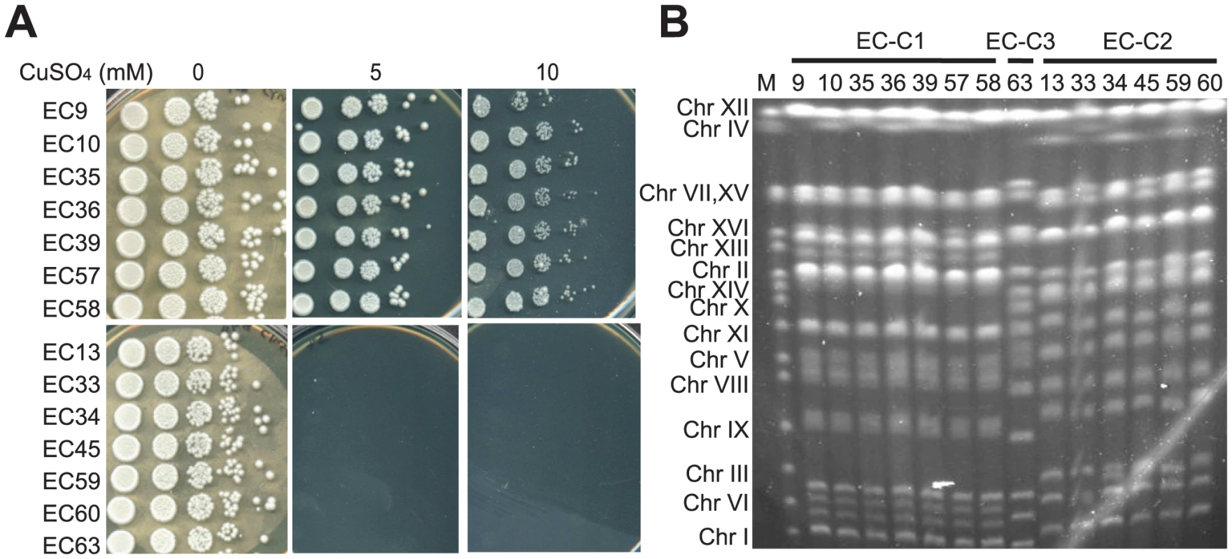A subset of EC diploid strains is highly tolerant to copper.