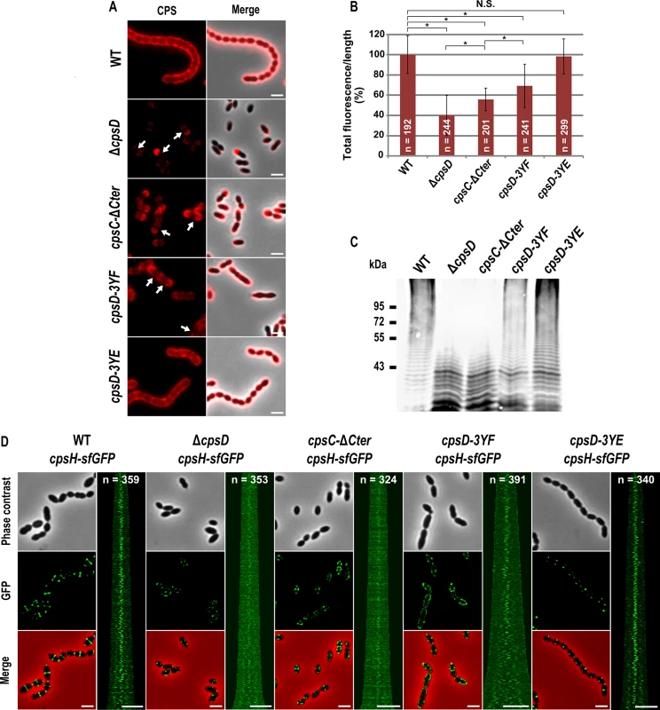 Expression of CPS and localization of CpsH.
