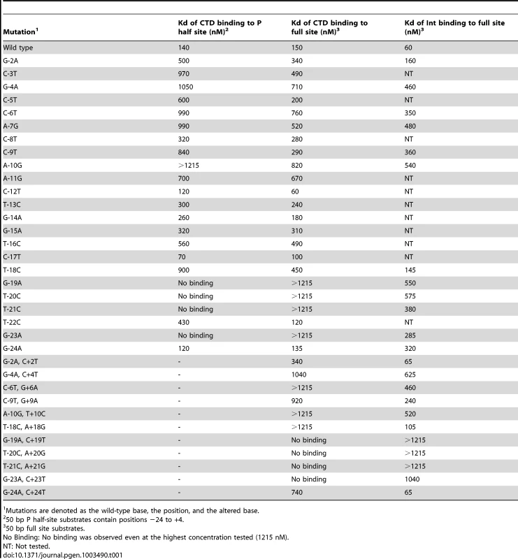 Binding affinities of Bxb1 Int and Int-CTD for <i>attP</i> mutants.