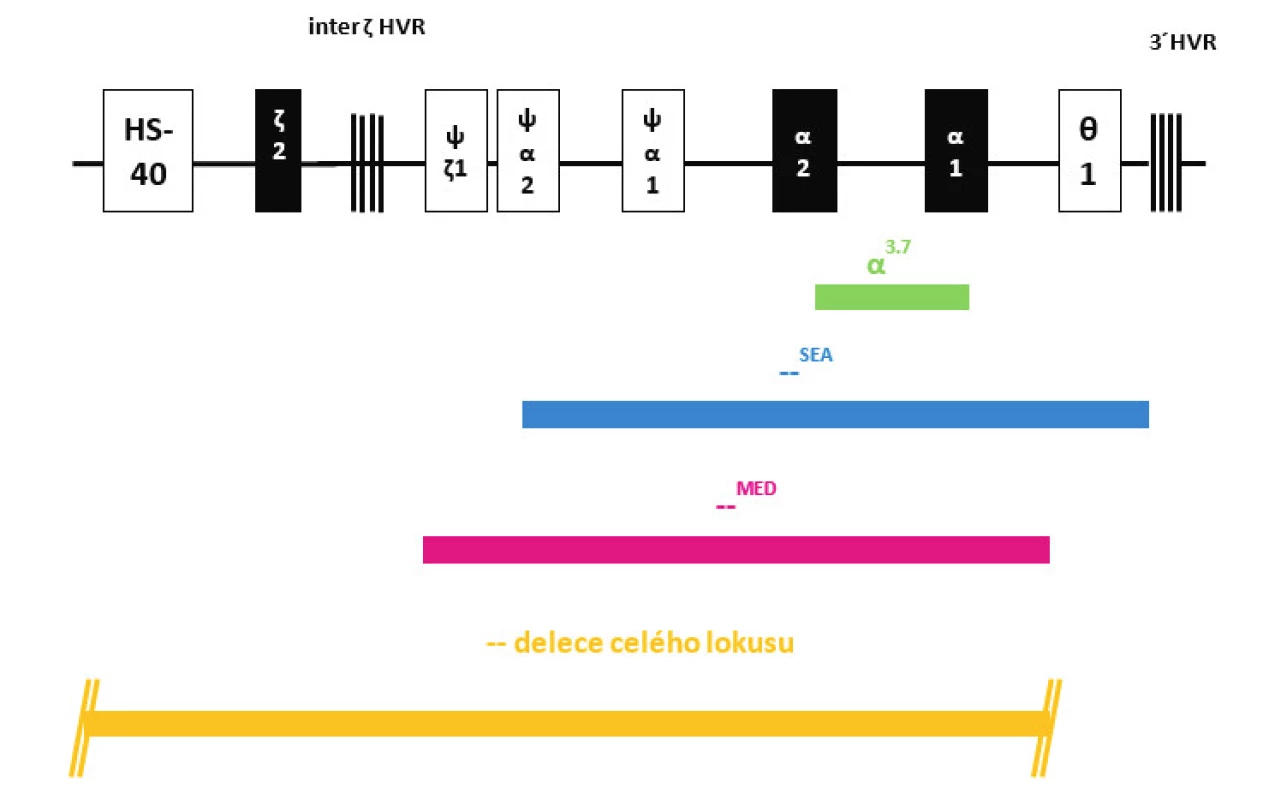 Struktura HBA lokusu na chromozomu 16 s označením jednotlivých delecí (deletovaných oblastí) zjištěných v našem souboru dětských pacientů s α-talasémií.
Fig. 2. Structure of HBA locus on chromosome 16 with marked deletions (deleted regions) detected in our group of pediatric patients with α-thalassemia.