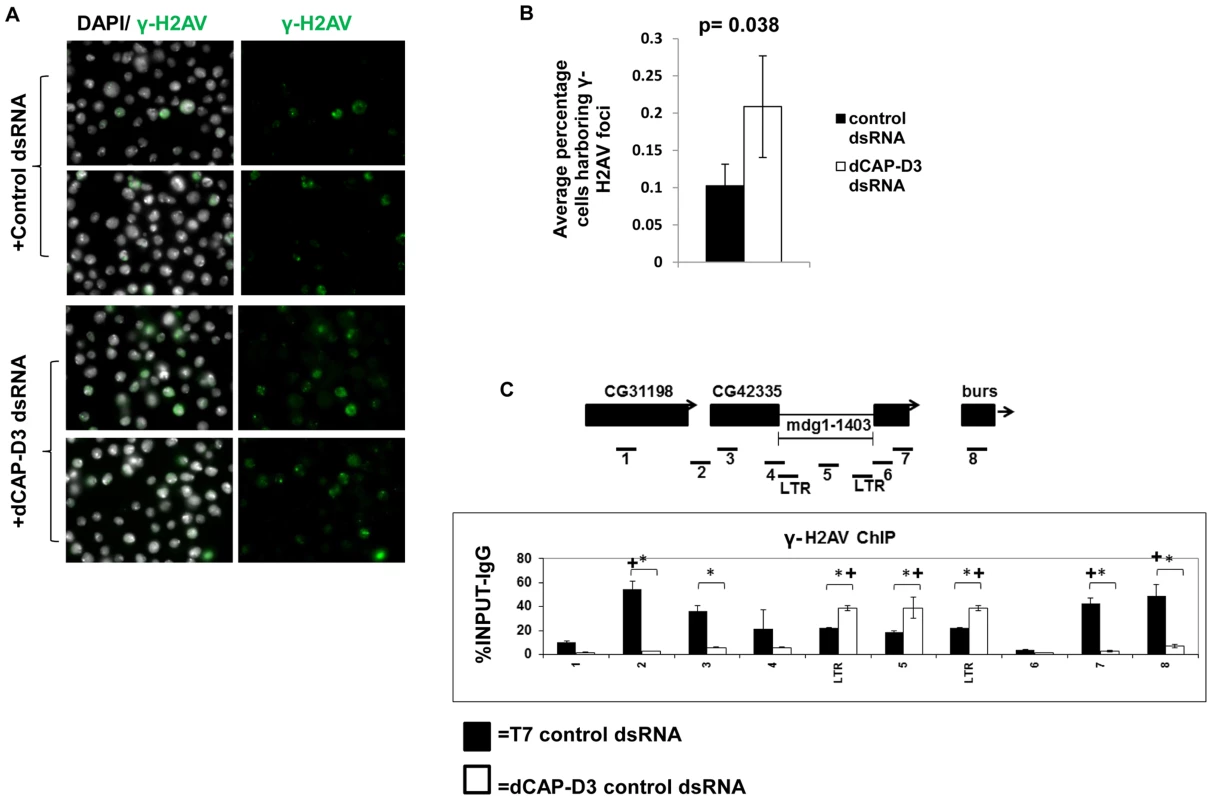 Decreased dCAP-D3 expression results in double strand break accumulation within retrotransposon sequence.