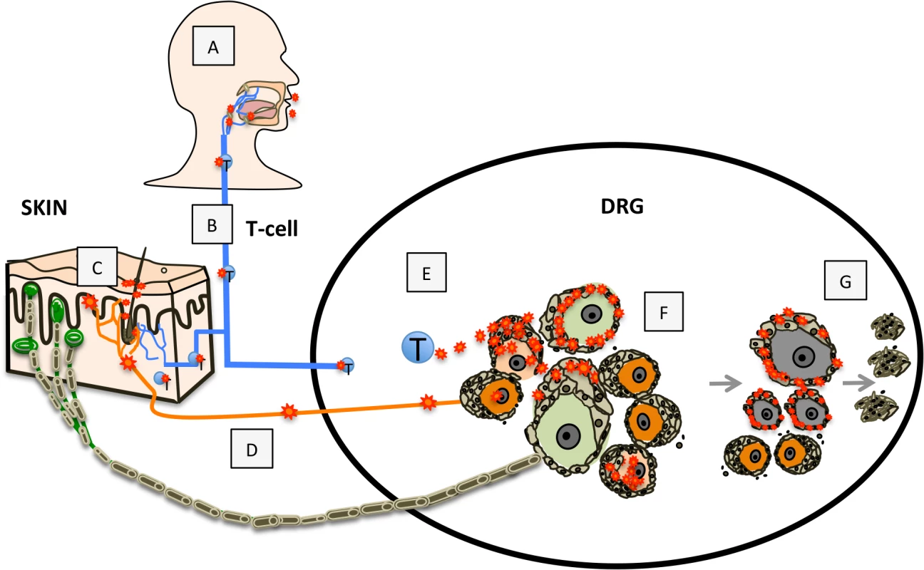 Model for VZV infection of DRG.
