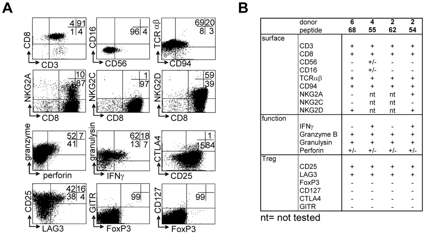 Surface-, functional- and Treg marker- phenotypes of predicted HLA-E binding peptide specific T-cell lines.